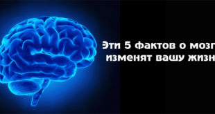 Эти 5 фактов о мозге изменят вашу жизнь