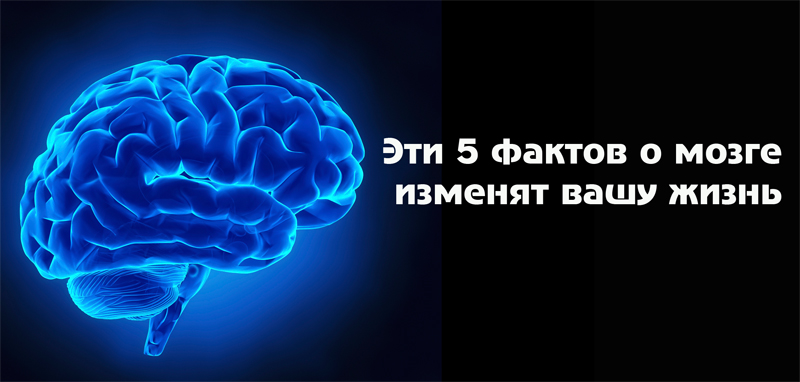 Эти 5 фактов о мозге изменят вашу жизнь