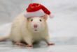 8 фактов о Крысе, год которой наступит 25 января