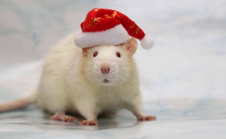8 фактов о Крысе, год которой наступит 25 января