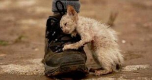 Не будьте равнодушны. Самые трогательные фотографии бездомных животных