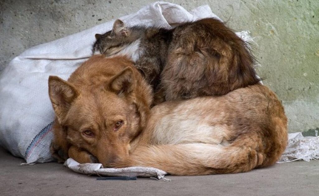 Не будьте равнодушны. Самые трогательные фотографии бездомных животных 