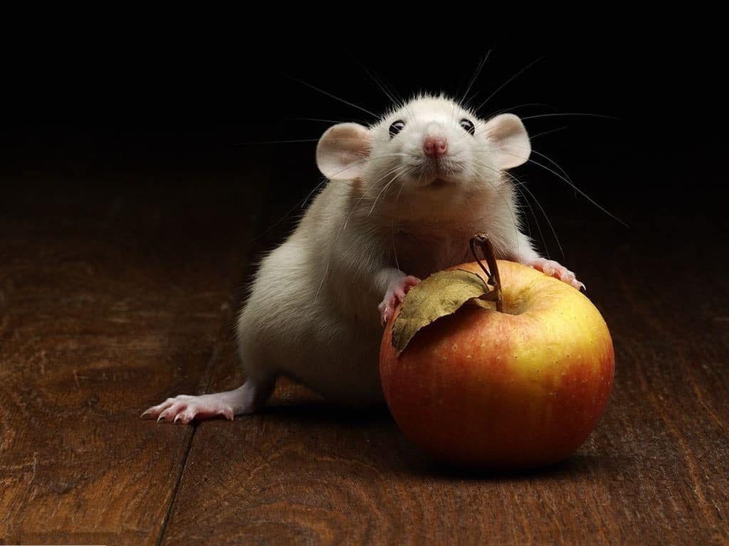 Здоровое питание для мышек